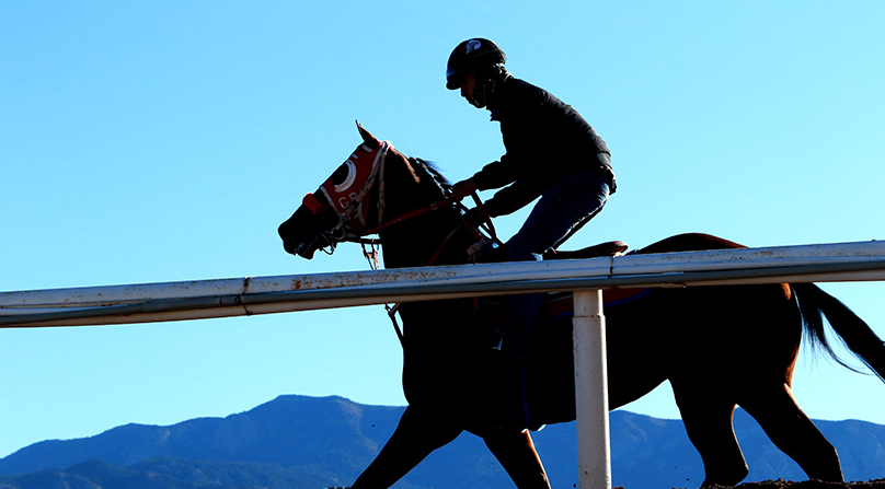Conditioning Exercises for Racehorses