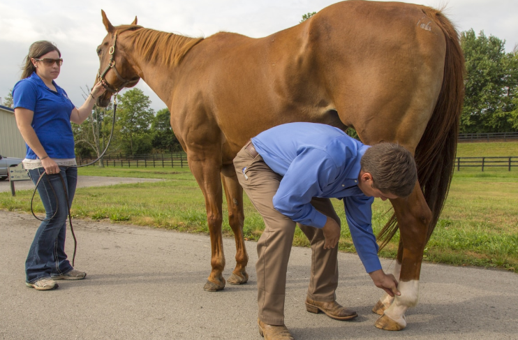 Common Racehorse Injuries and Treatment